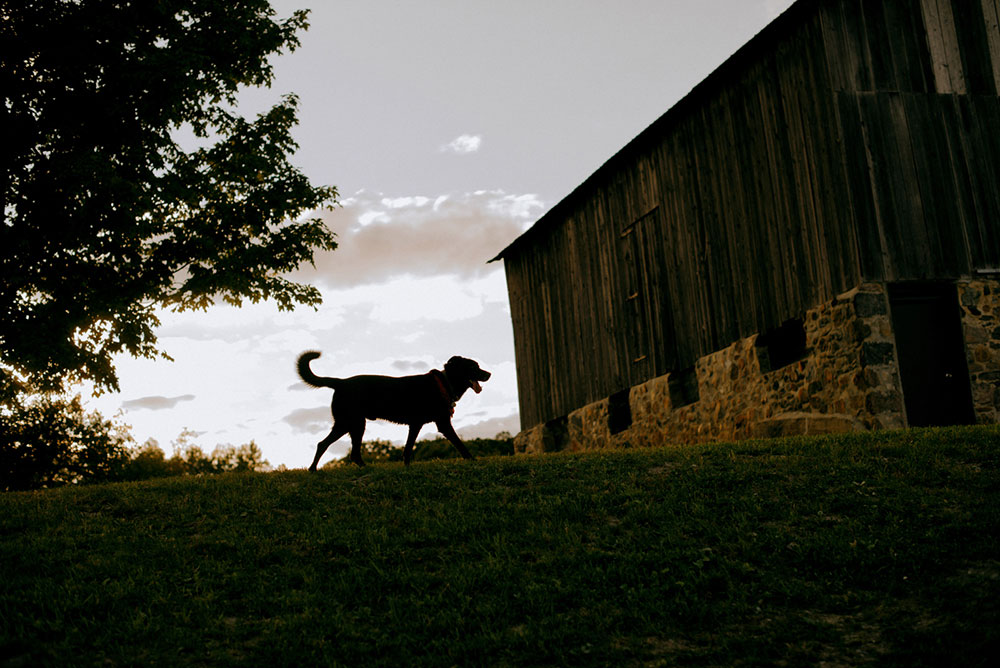 a dog walks across the feild near the heritage view barn